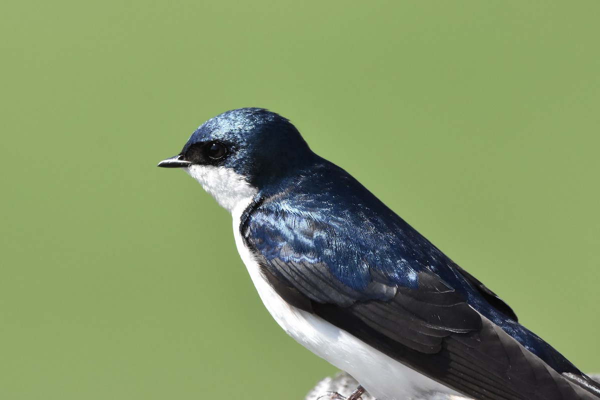 Tree Swallow - Benoit Goyette