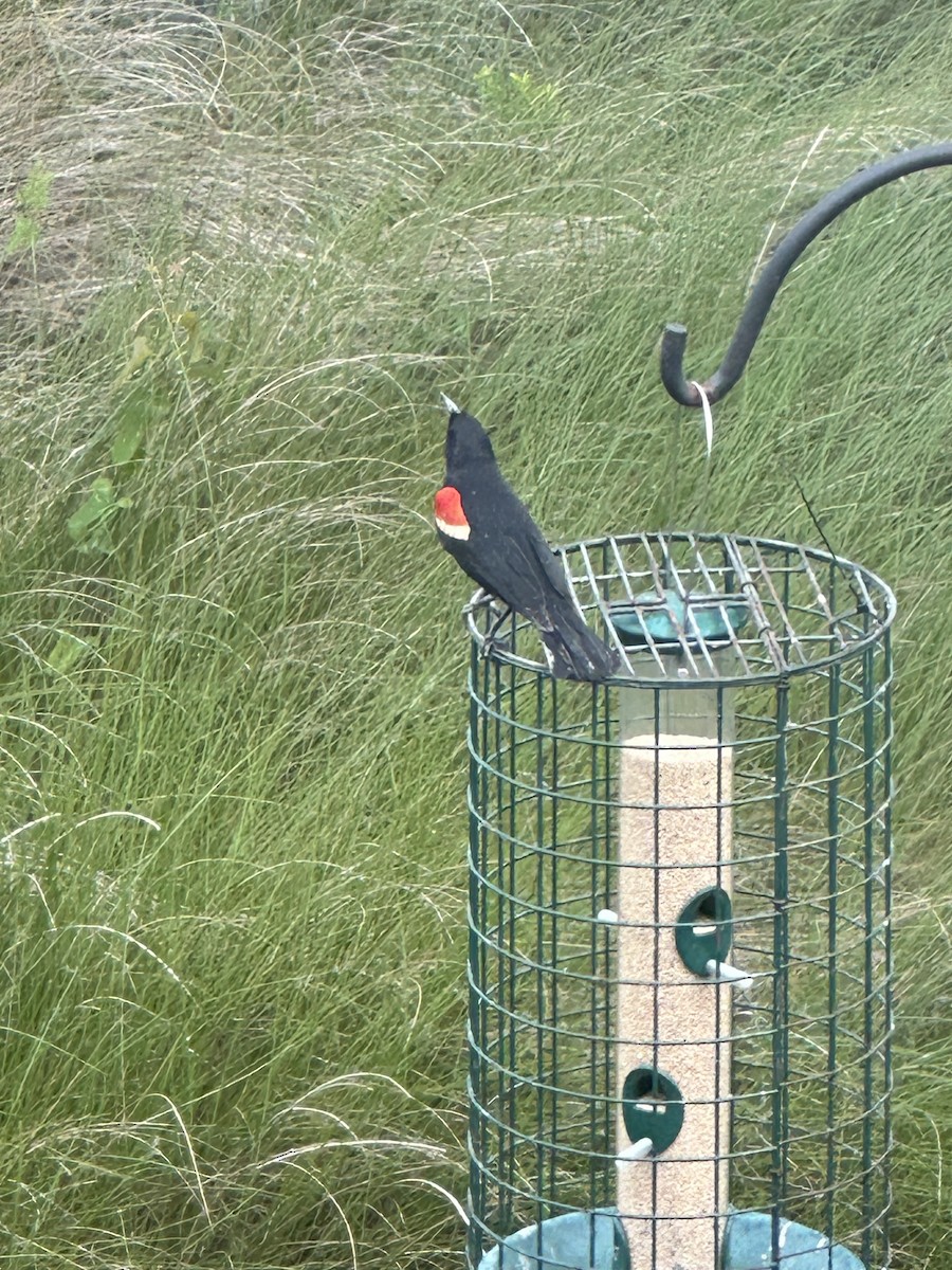 Red-winged Blackbird - Cheri Collins