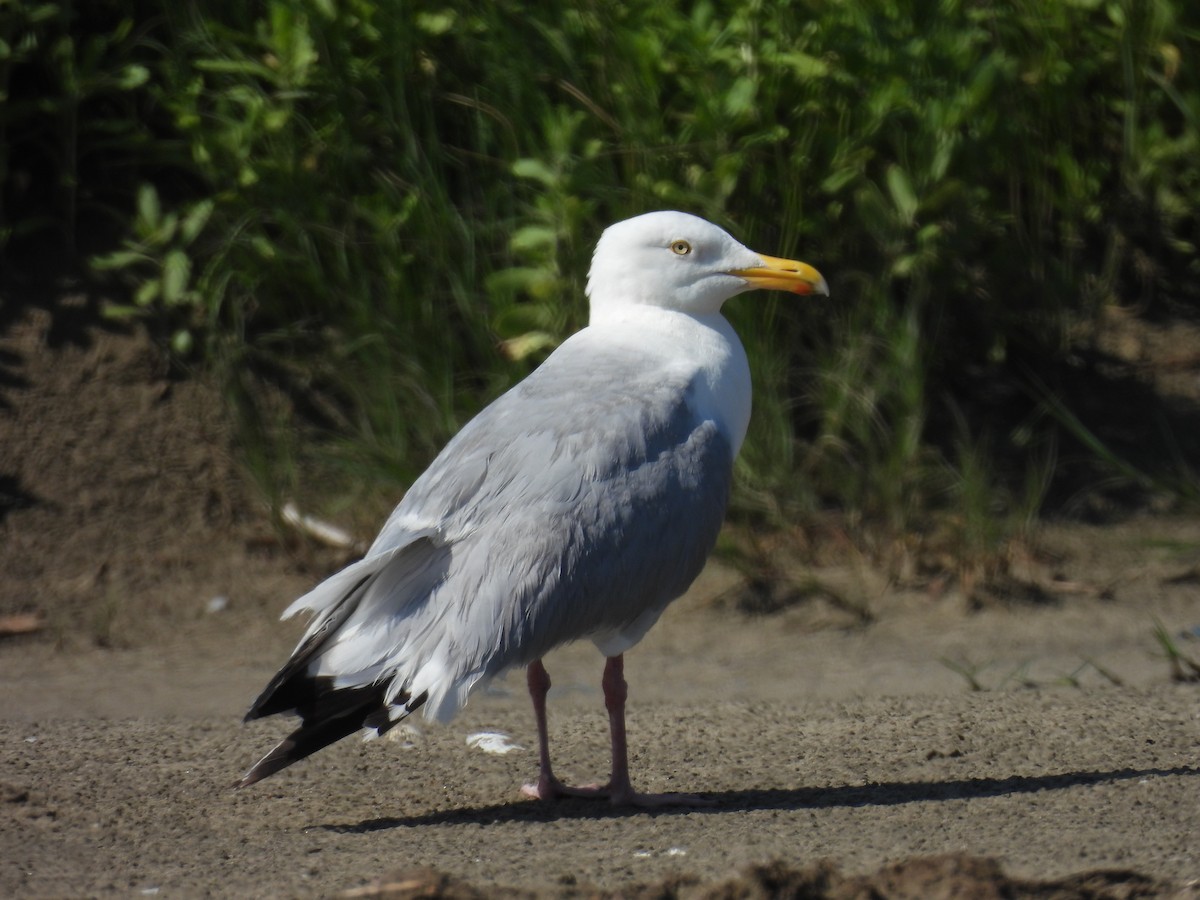 Goéland argenté - ML619372165