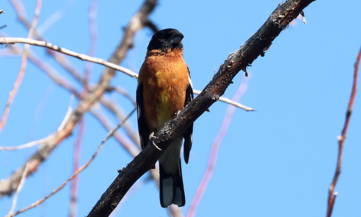 Black-headed Grosbeak - ML619372171