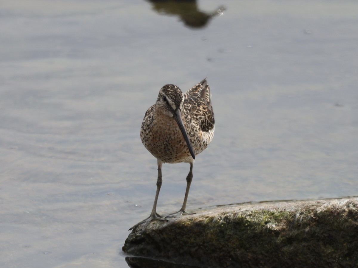 Short-billed Dowitcher - Mike McInnis