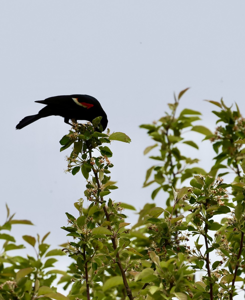 Red-winged Blackbird - Lisa Goodwin