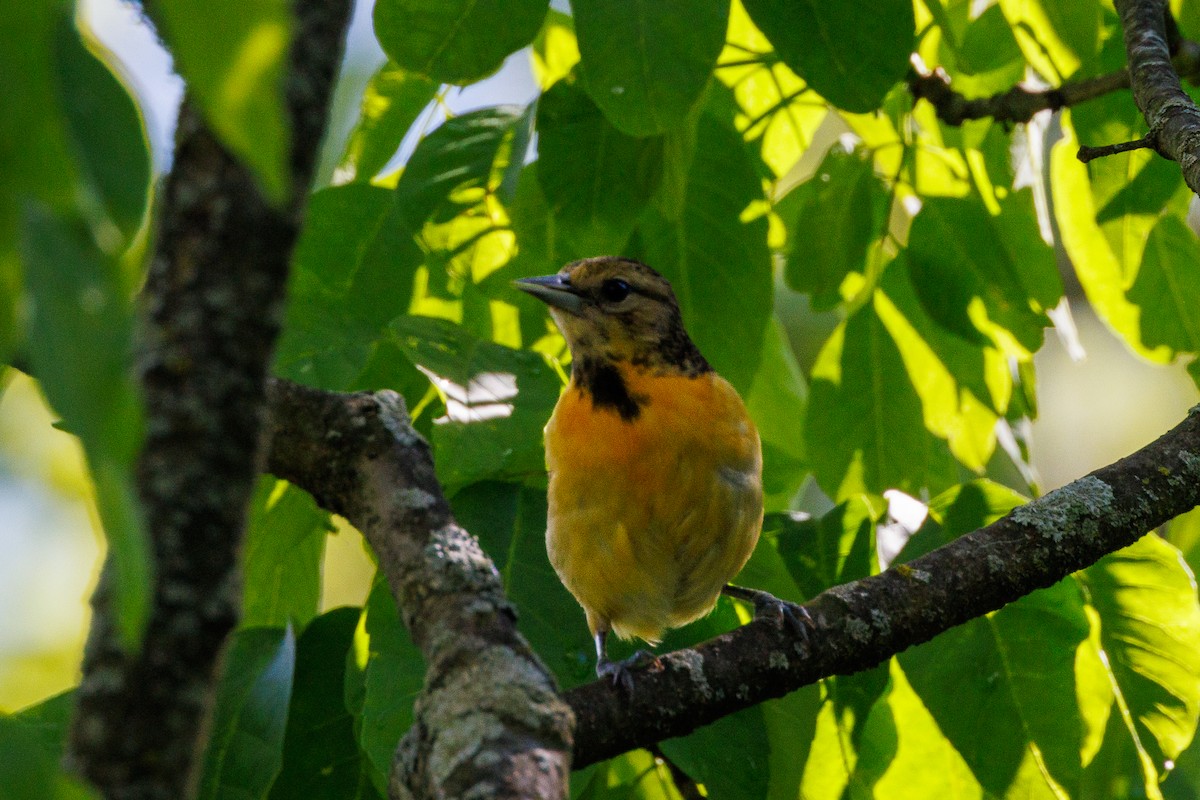 Baltimore Oriole - Gregory Shiff