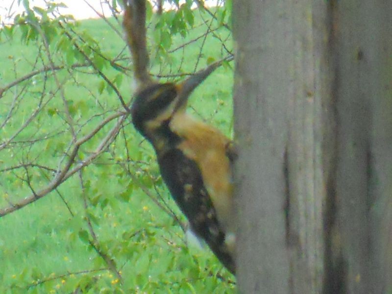 Hairy Woodpecker - Gayle Davis