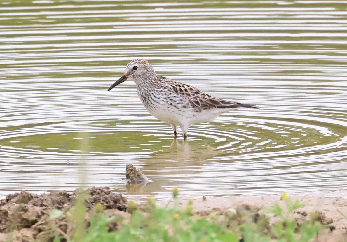 White-rumped Sandpiper - ML619372193