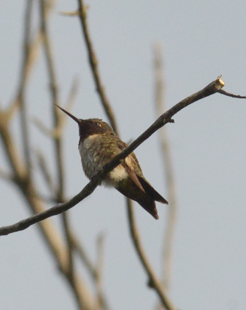 Ruby-throated Hummingbird - Vicki Buchwald