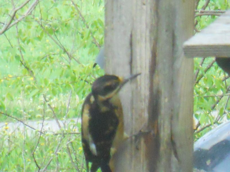 Hairy Woodpecker - Gayle Davis