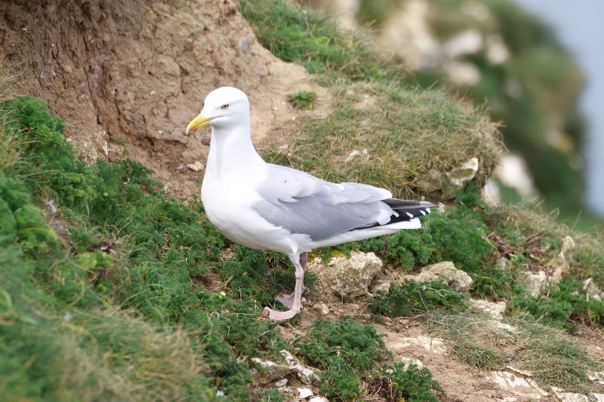 Herring Gull - Gareth Bowes