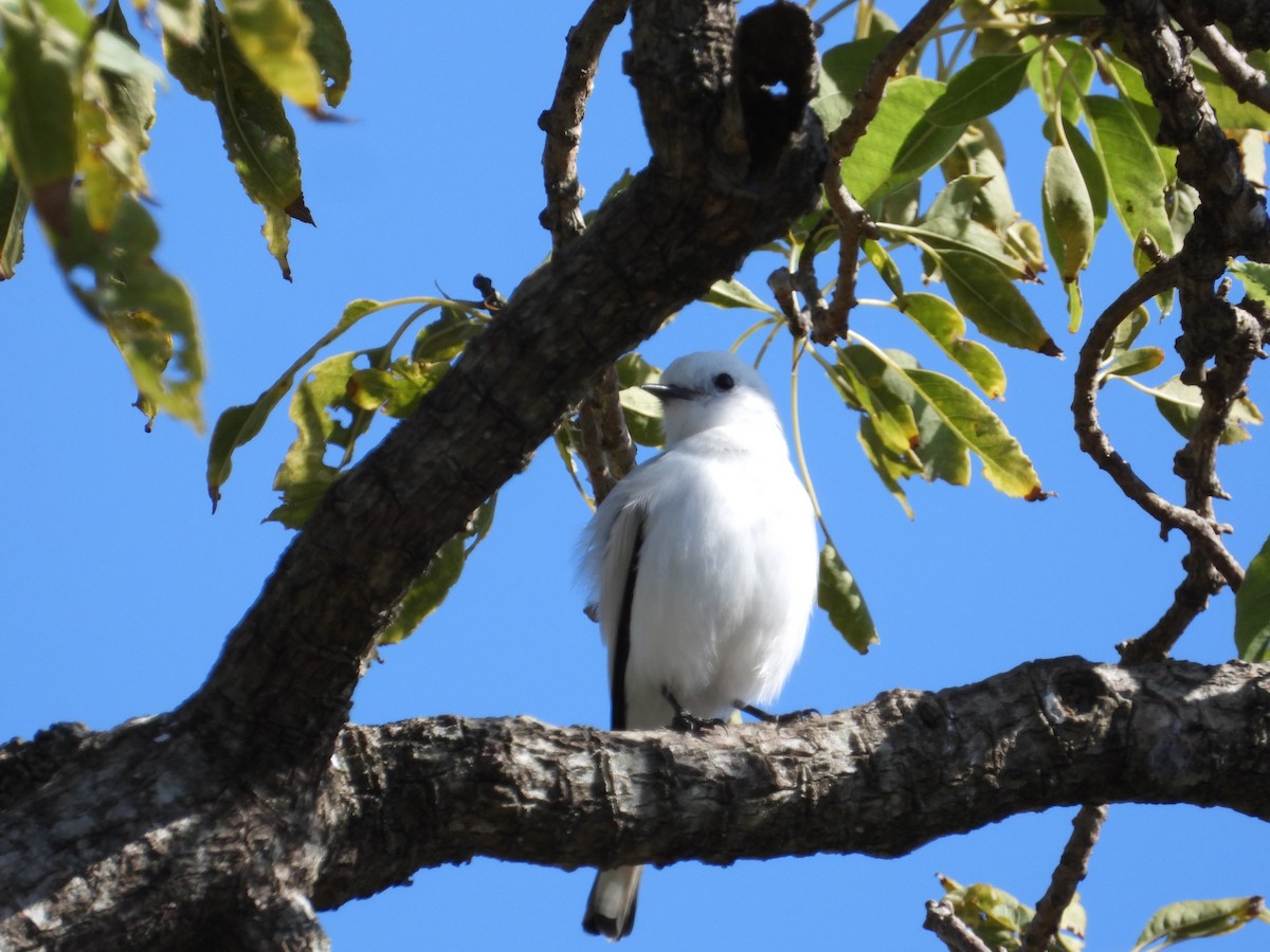 White Monjita - Mónica  Cobelli