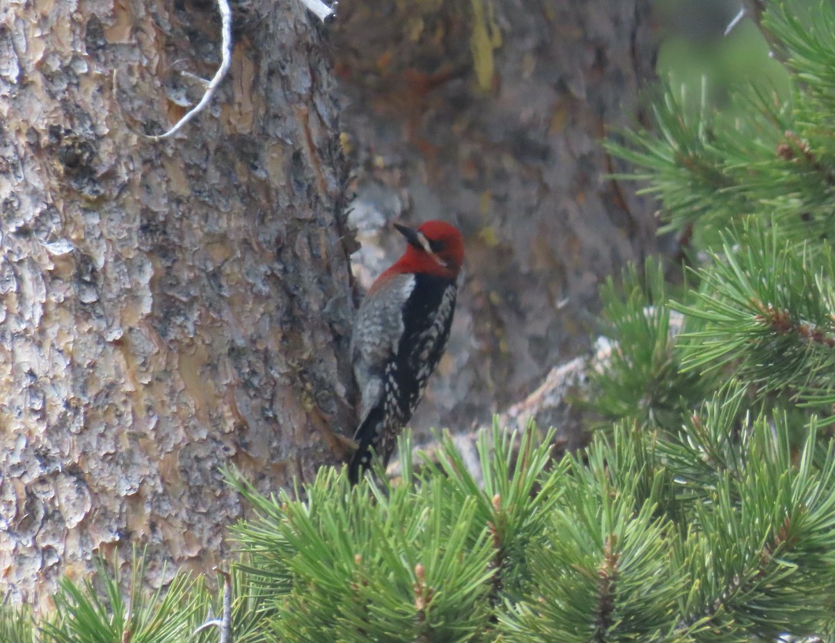 Red-breasted Sapsucker - Kevin Burns