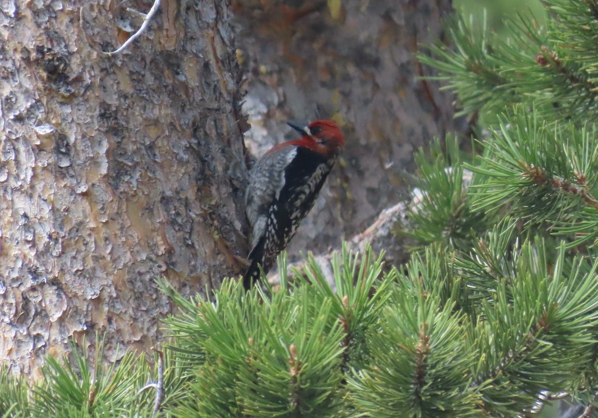 Red-breasted Sapsucker - Kevin Burns