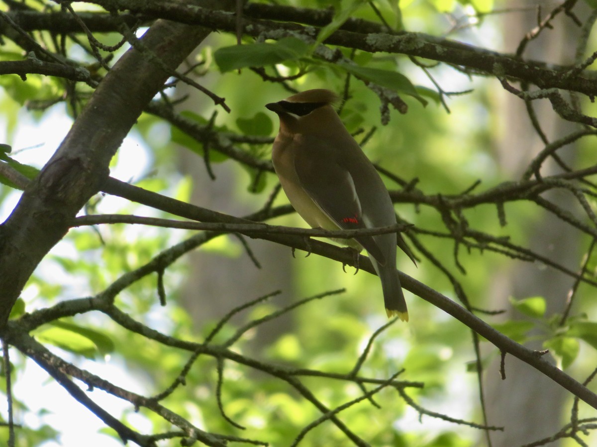 Cedar Waxwing - Christine Cote