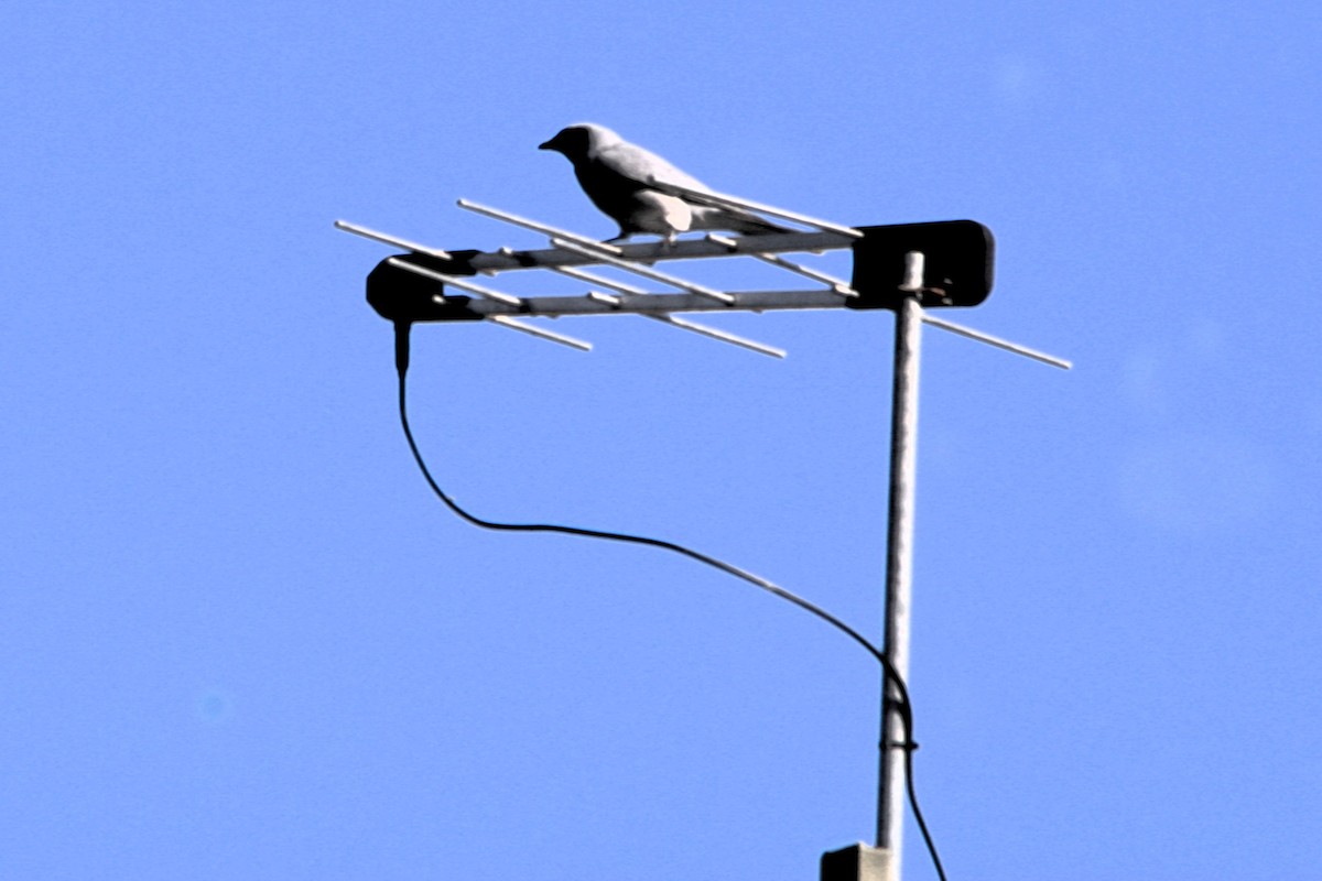 Black-faced Cuckooshrike - Michael  Willis