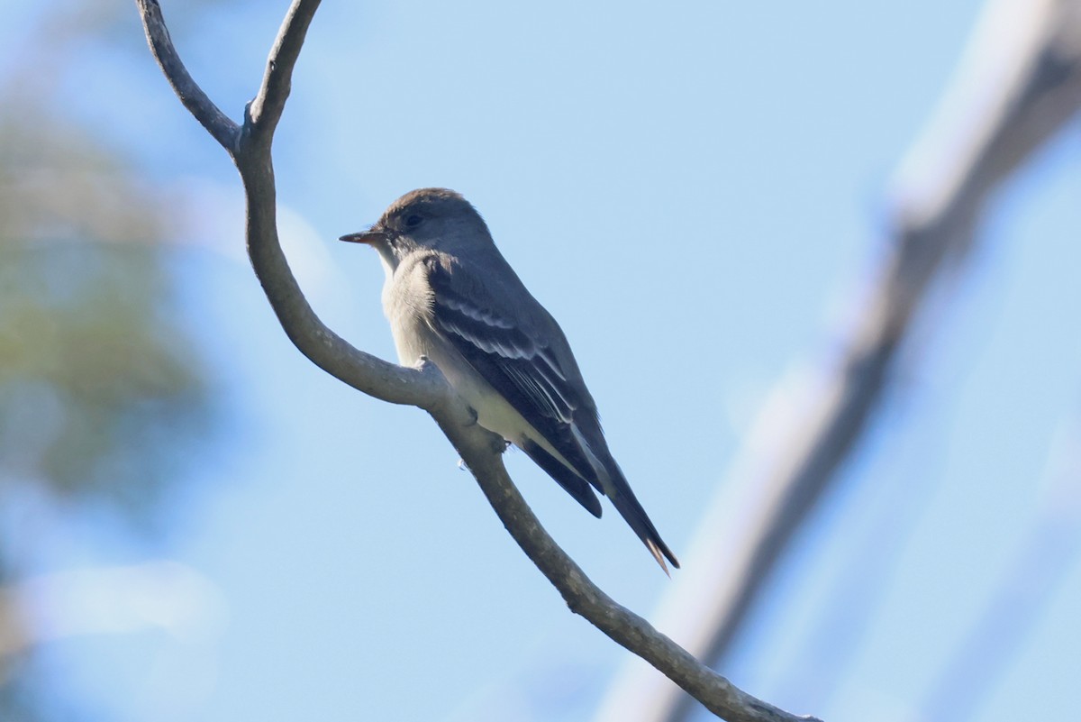 Western Wood-Pewee - ML619372273