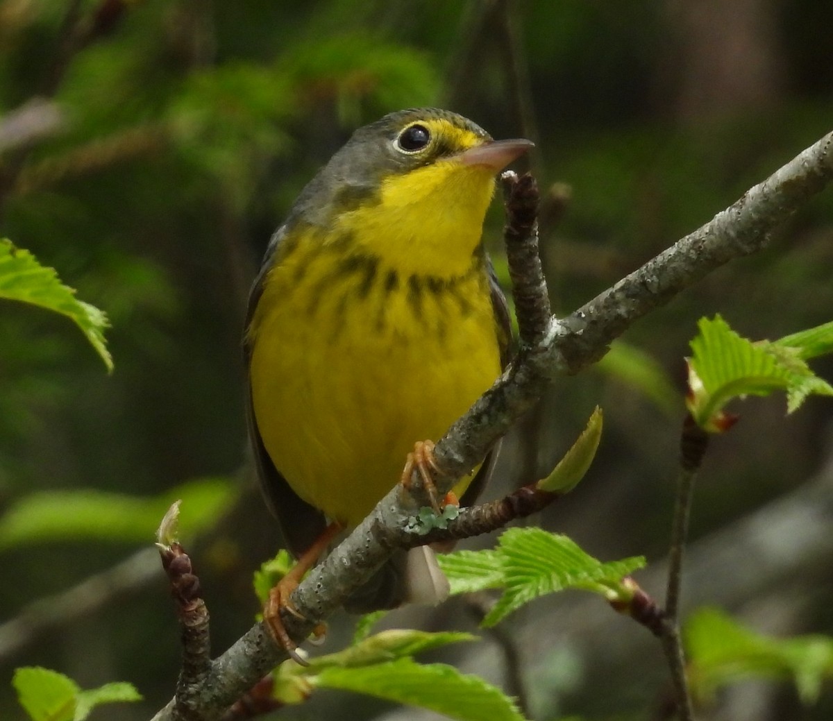 Canada Warbler - Debbie Segal