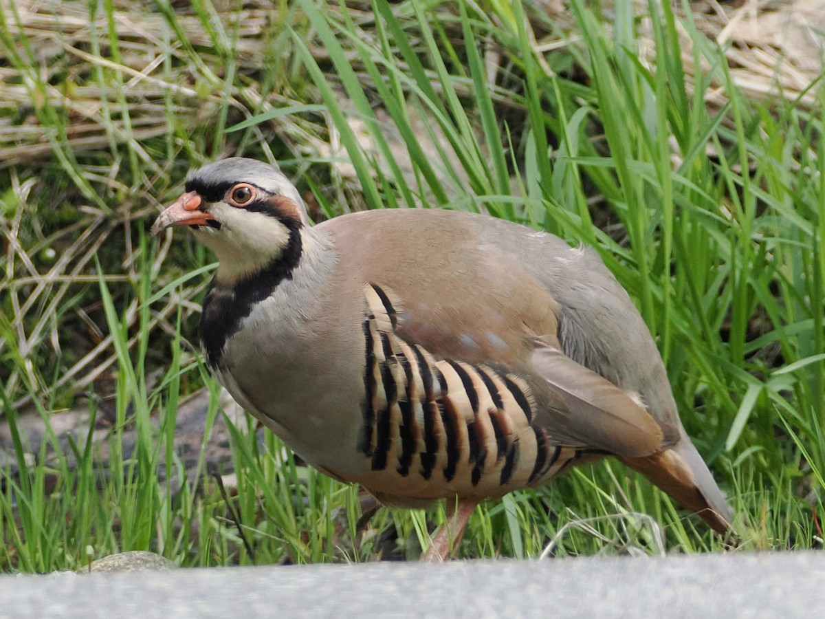 Chukar - Nora E Hanke