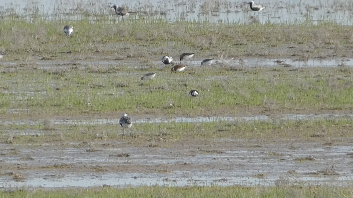 Baird's Sandpiper - ML619372288