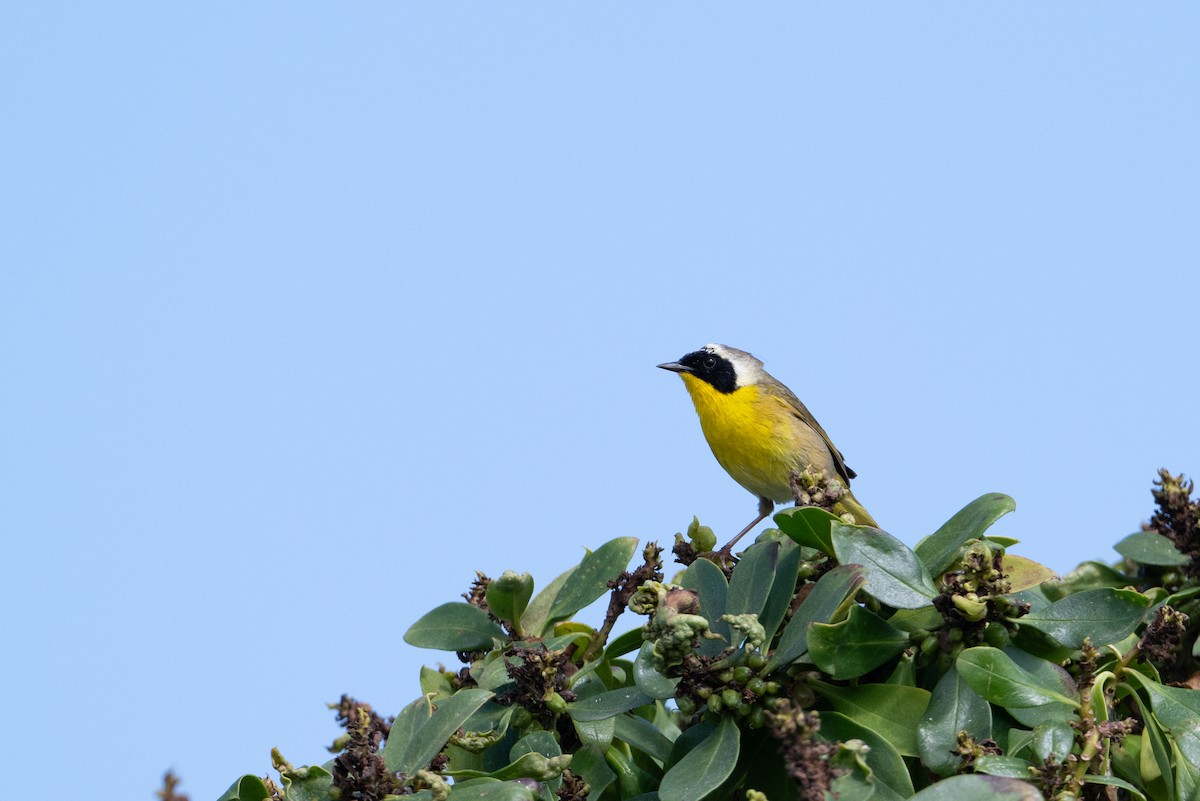 Common Yellowthroat - Melissa P