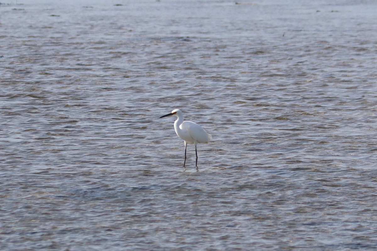 Little Egret - ML619372296