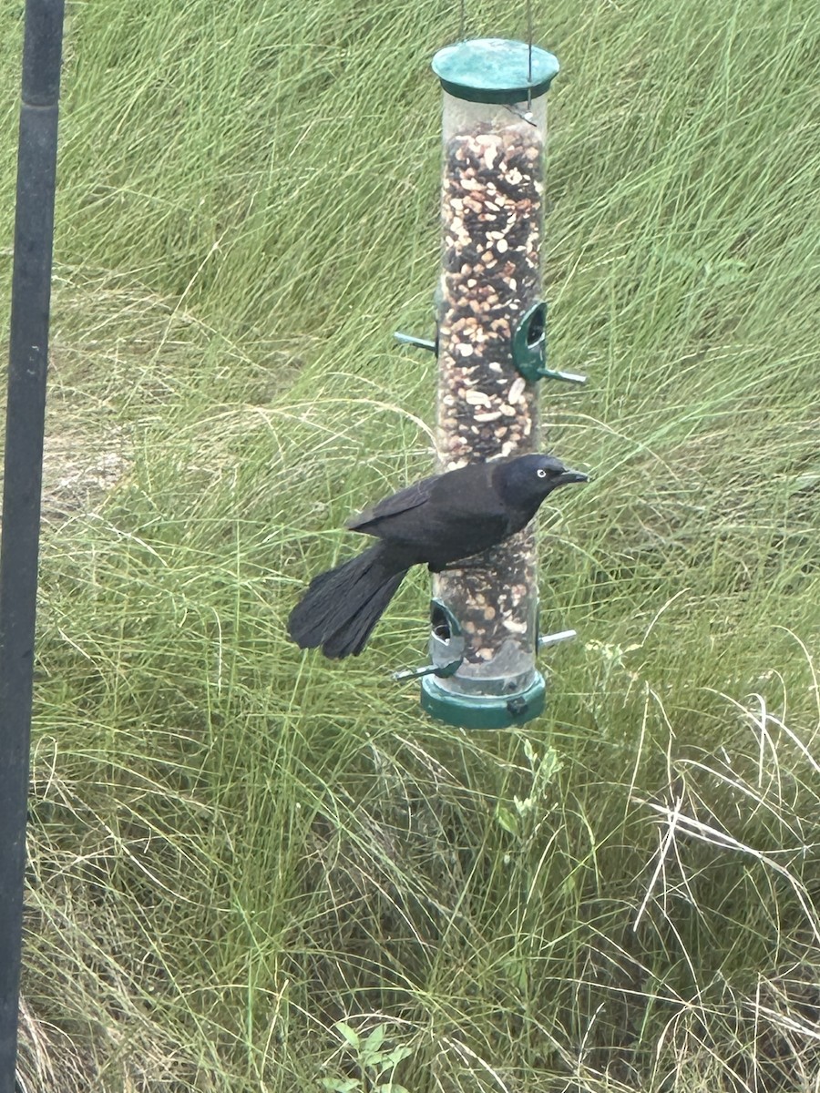 Boat-tailed Grackle - Cheri Collins