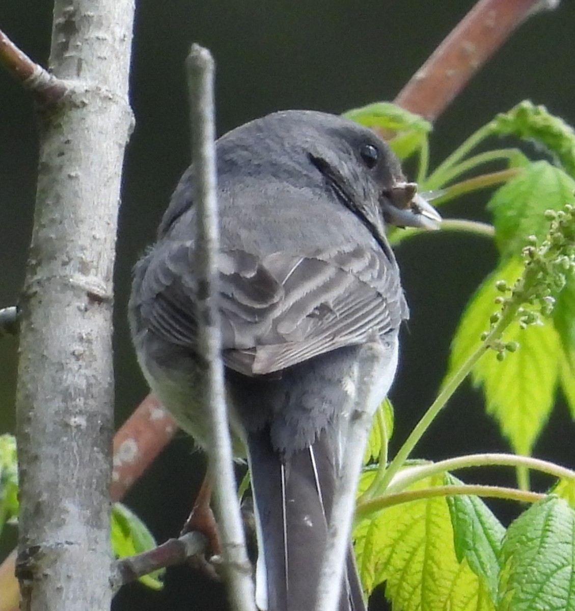 Junco ardoisé - ML619372301