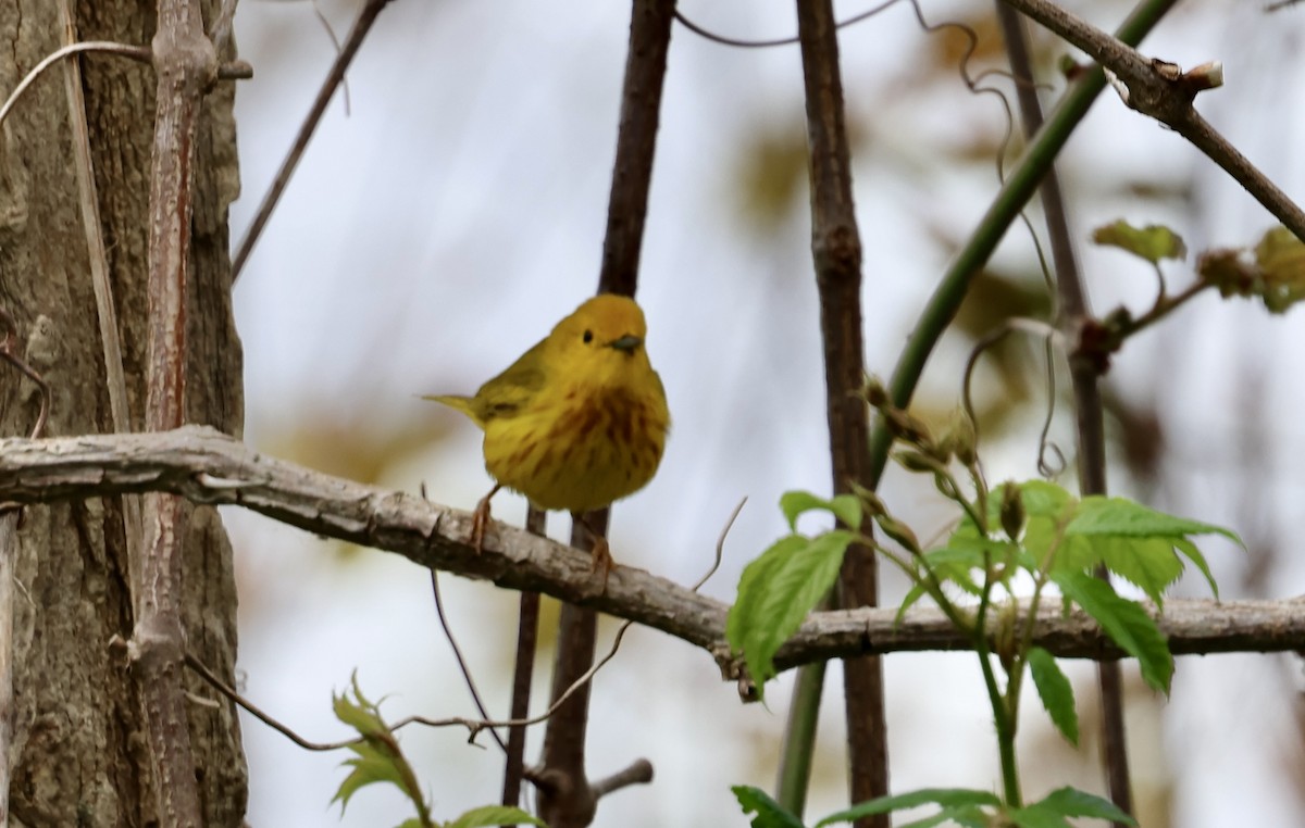 Yellow Warbler - Lisa Goodwin