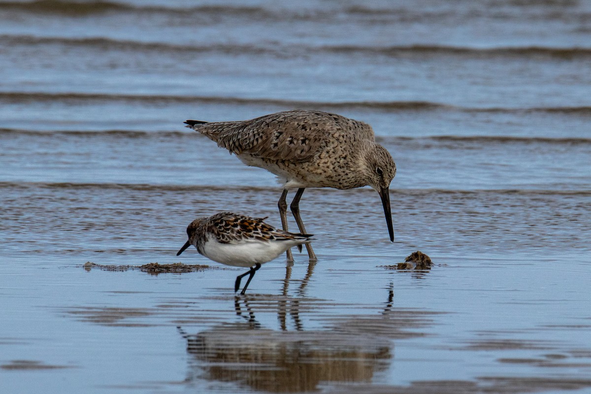 Willet - Mark Wilson