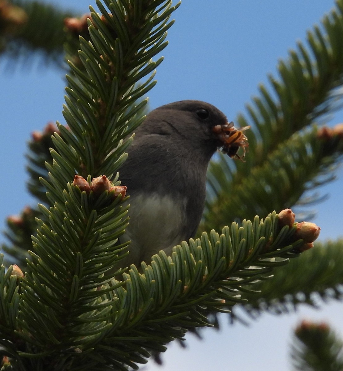 Dark-eyed Junco - ML619372308