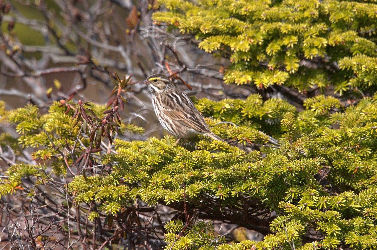 Savannah Sparrow - Valérie JACKMAN