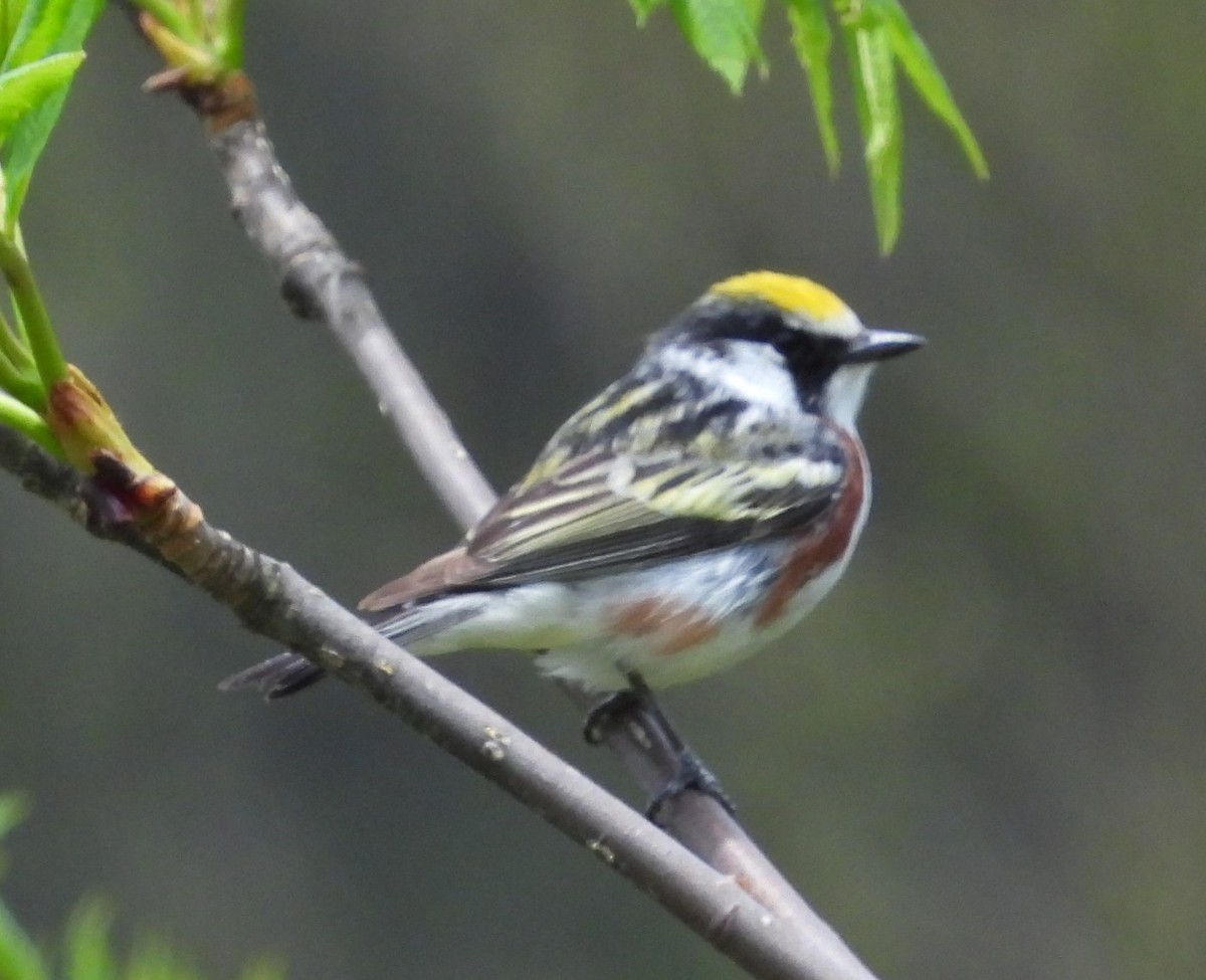 Chestnut-sided Warbler - ML619372318