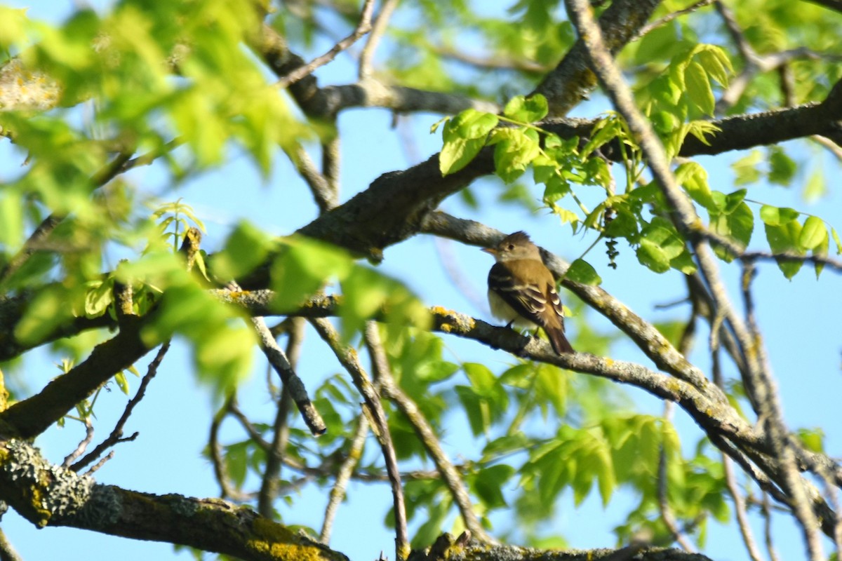 Willow Flycatcher - irina shulgina