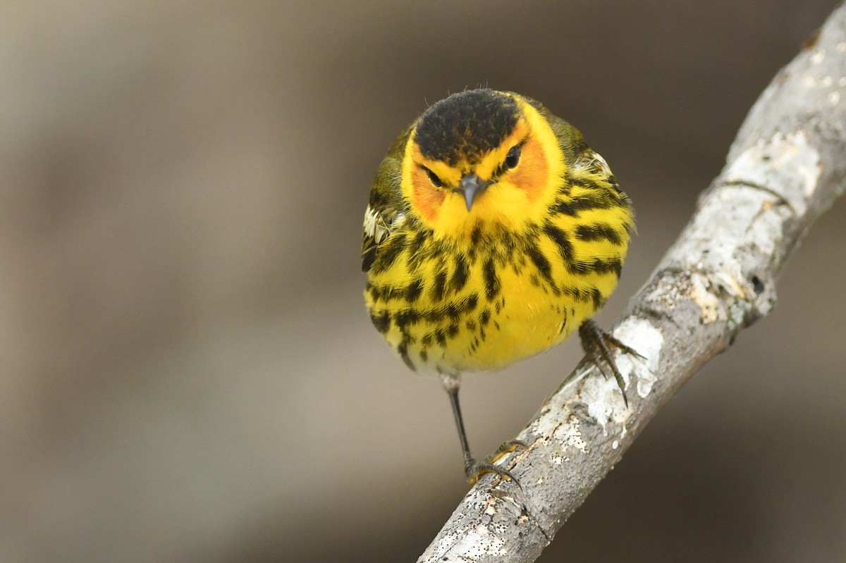 Cape May Warbler - Kiah R. Jasper