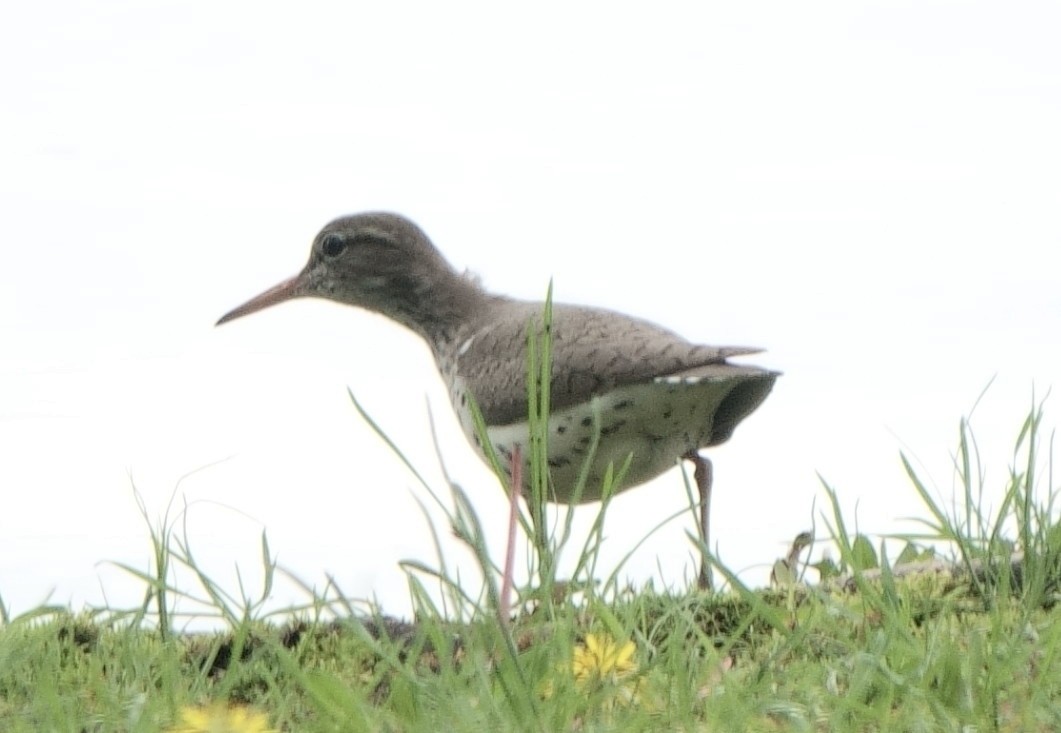 Spotted Sandpiper - B Maguire