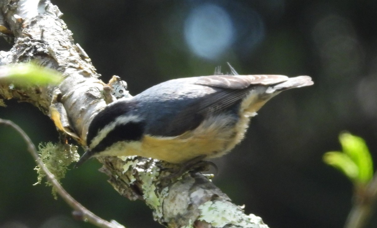 Red-breasted Nuthatch - Debbie Segal