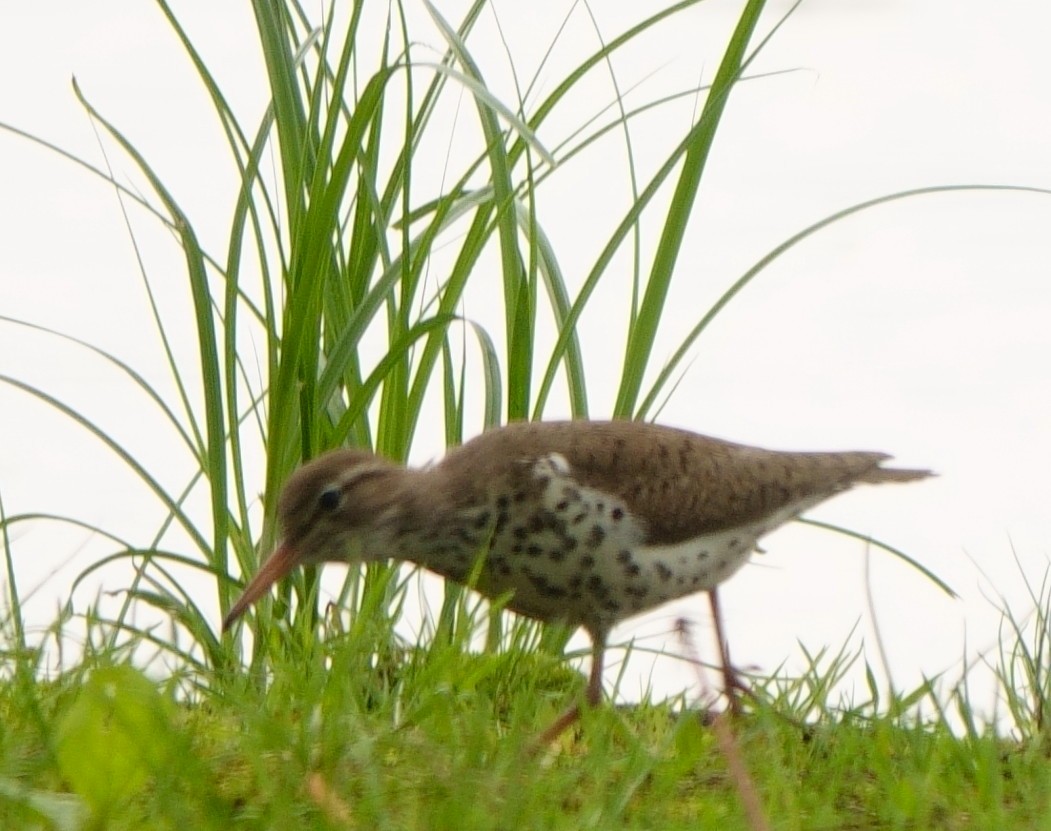Spotted Sandpiper - B Maguire