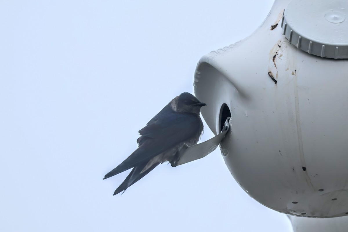 Purple Martin - Mathias Bitter