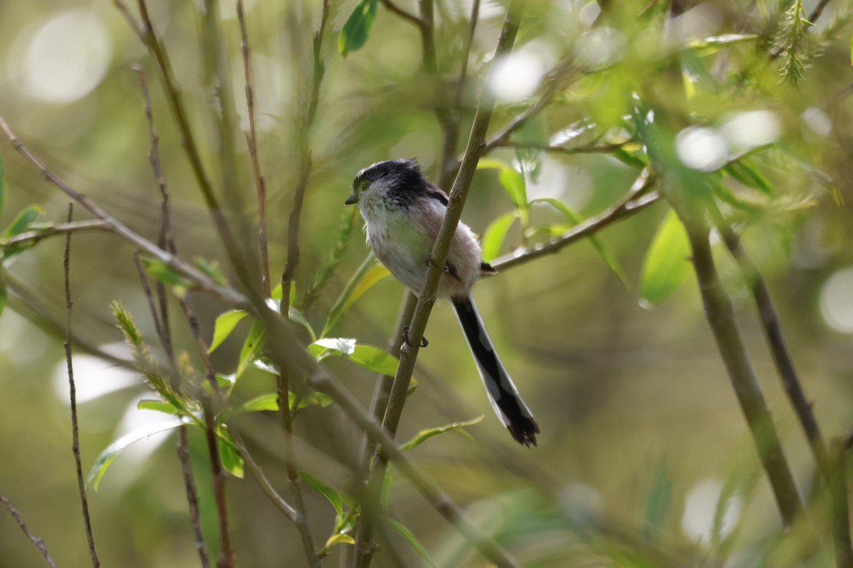 Long-tailed Tit - Gareth Bowes