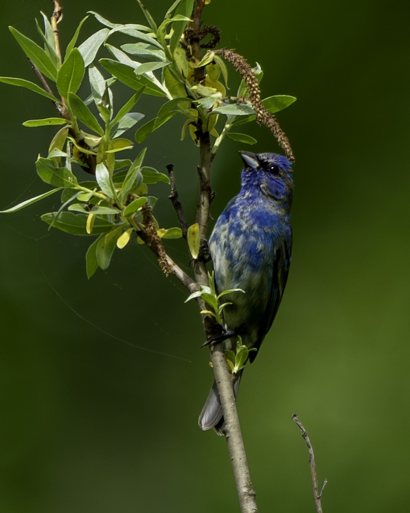 Indigo Bunting - Ben Nieman