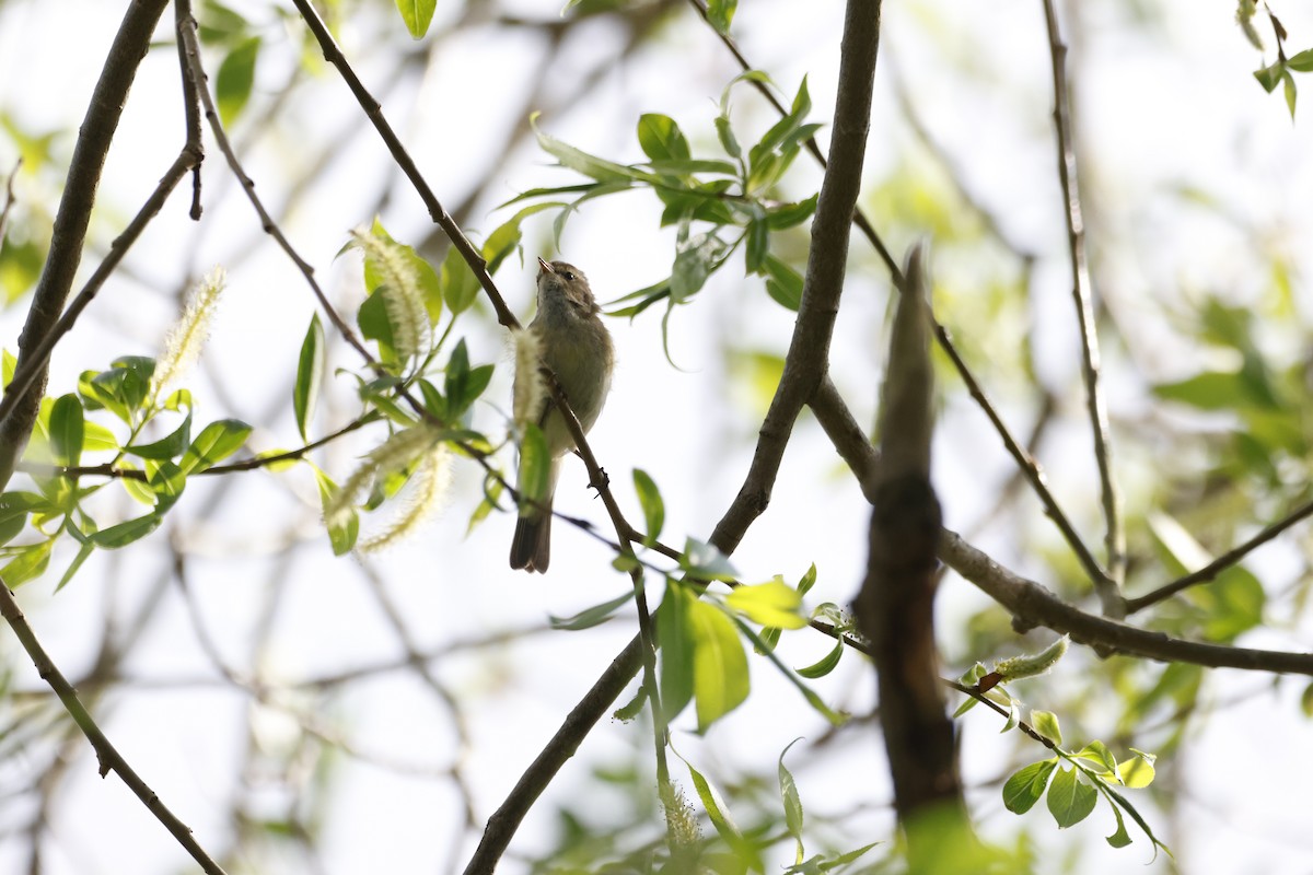 Common Chiffchaff - Gareth Bowes