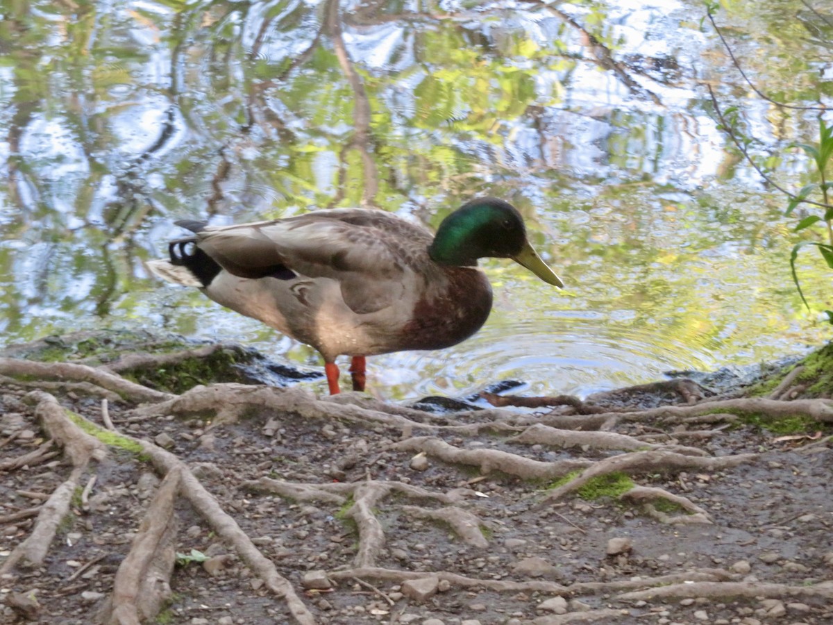 Mallard - Christine Cote