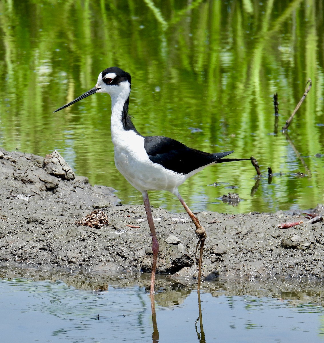 Black-necked Stilt - ML619372357