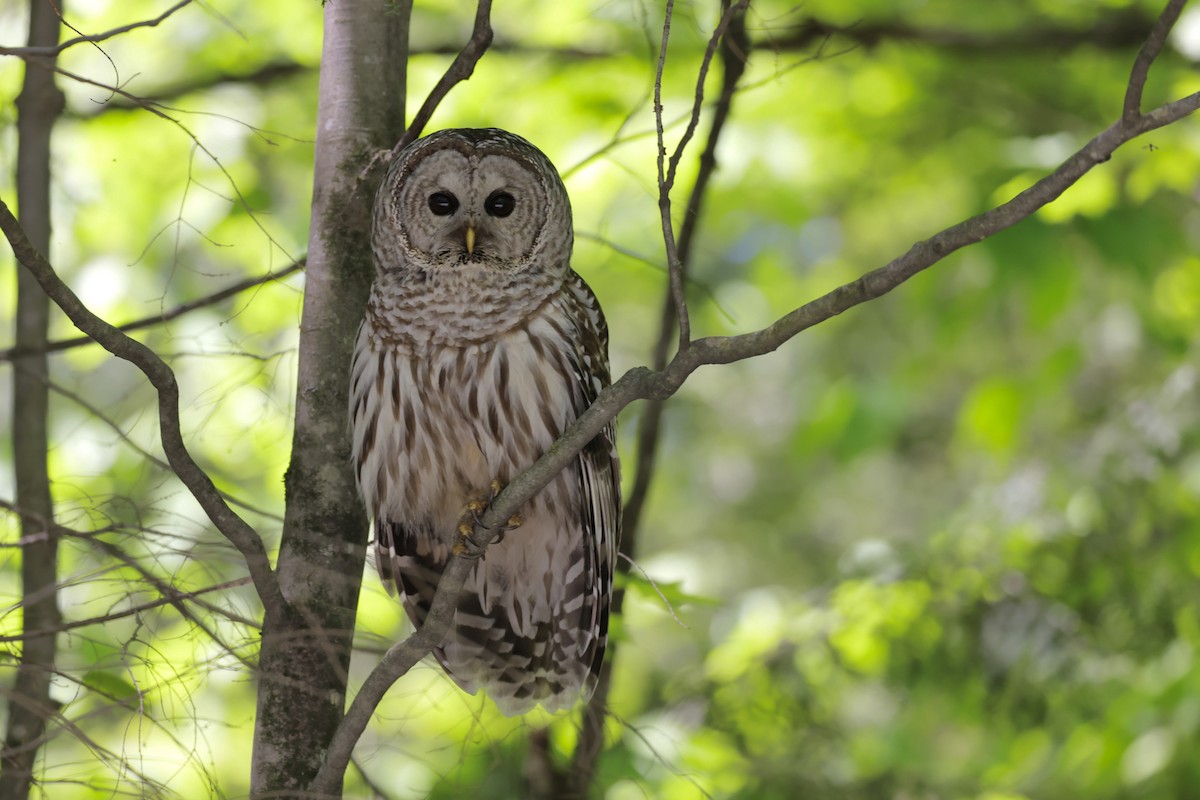 Barred Owl - Marie-Pierre Rainville