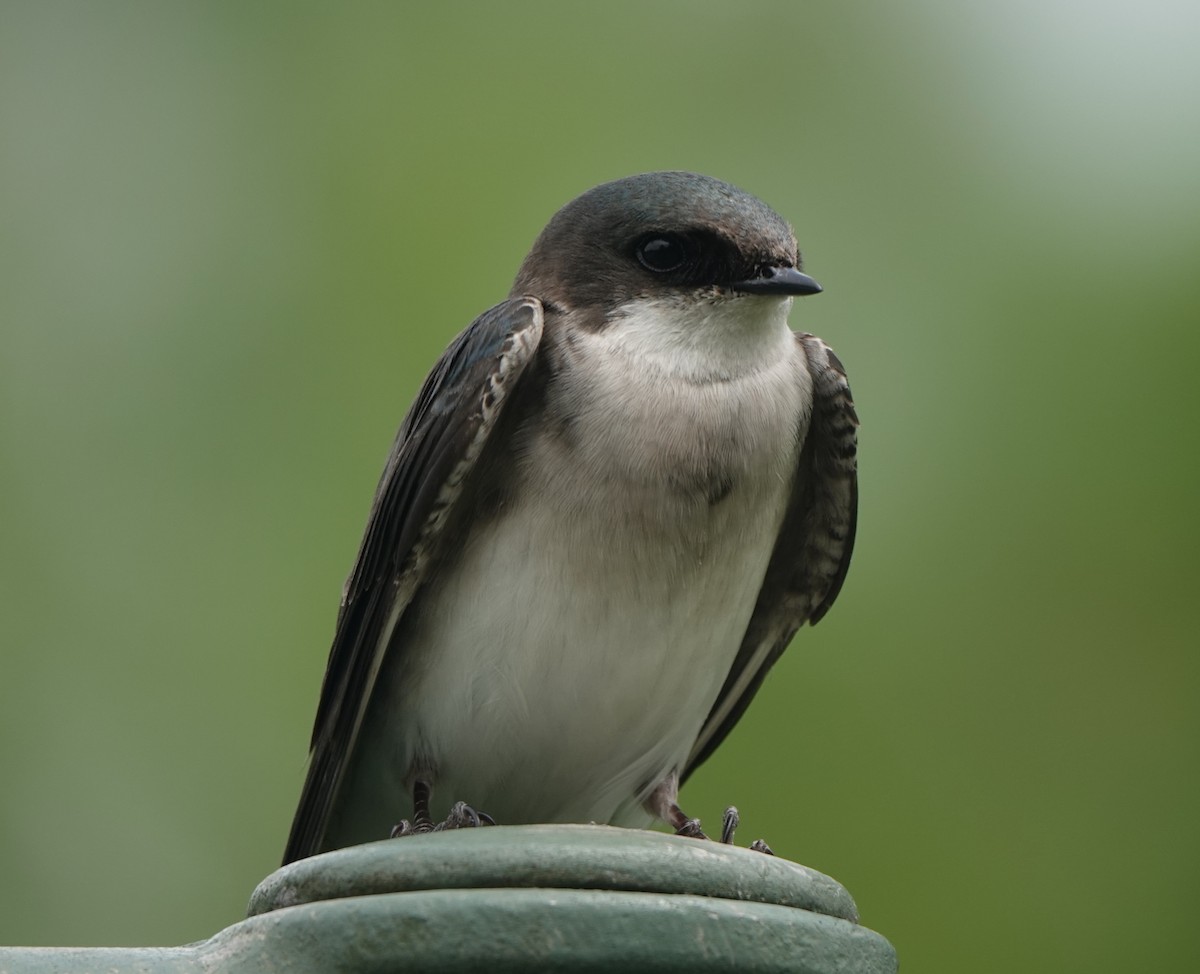 Tree Swallow - B Maguire