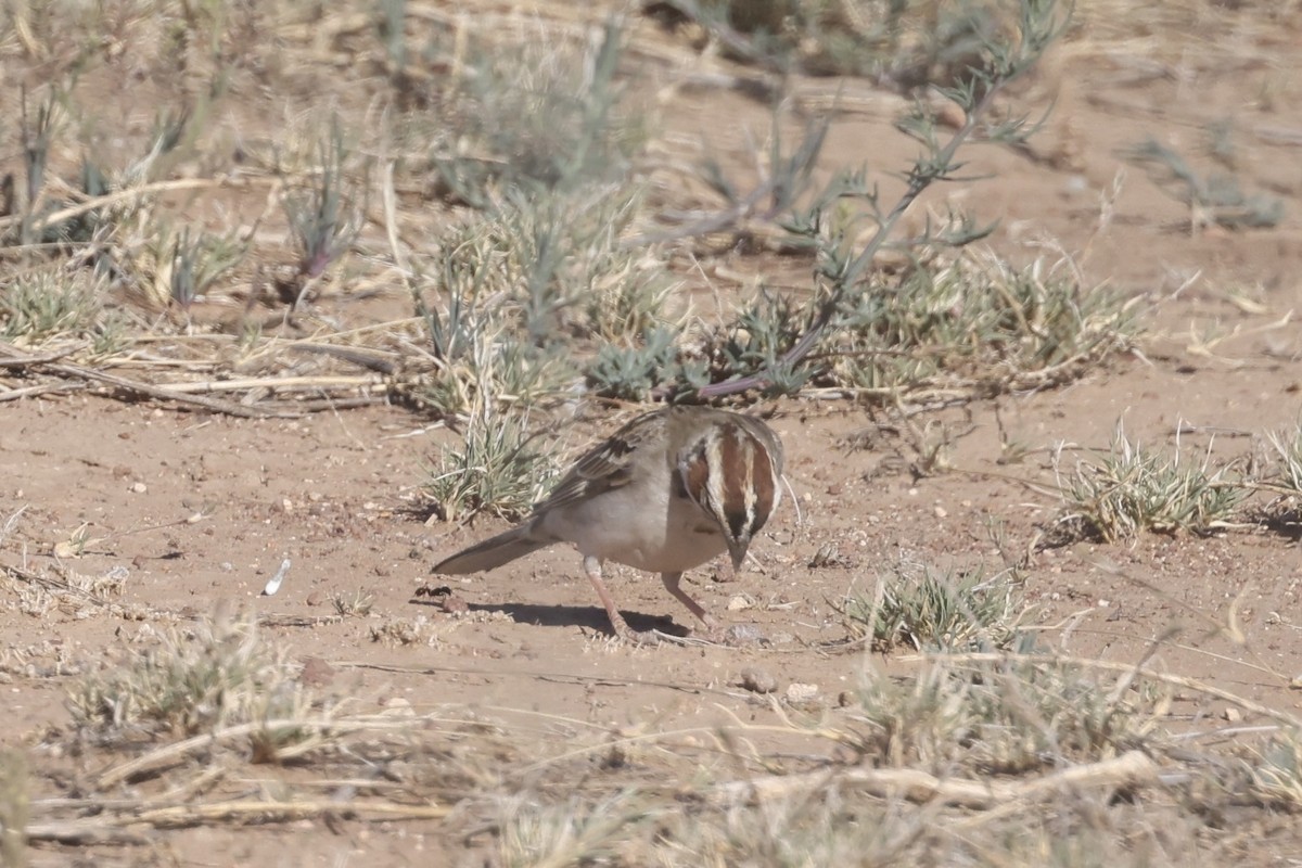 Lark Sparrow - ML619372366