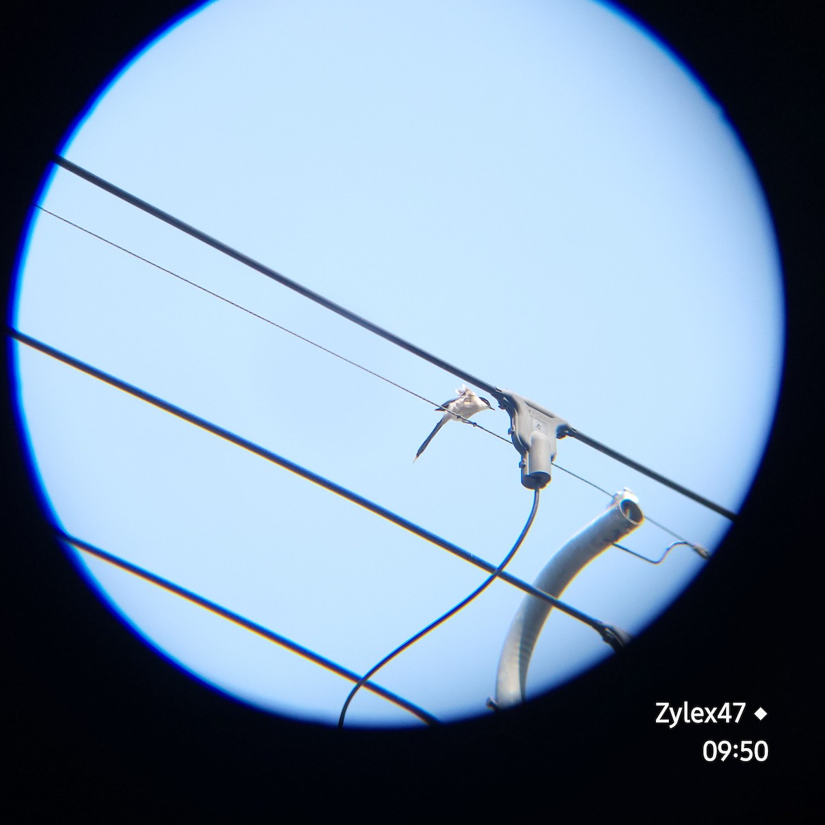 Azure-winged Magpie - Dusky Thrush