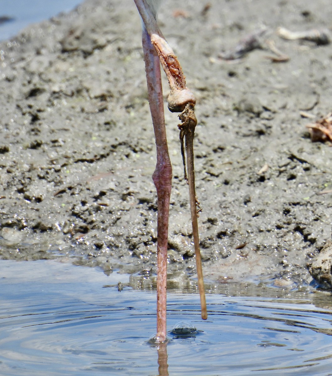 Black-necked Stilt - Van Remsen