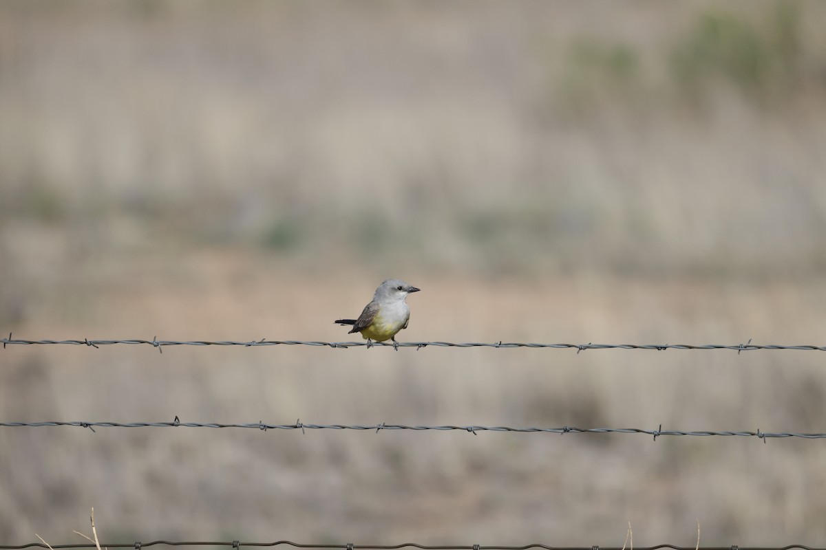 Western Kingbird - ML619372377