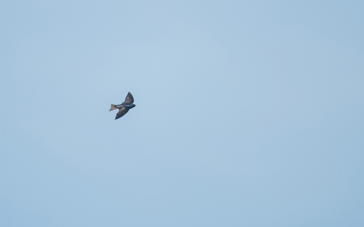 Golondrina Purpúrea - ML619372383