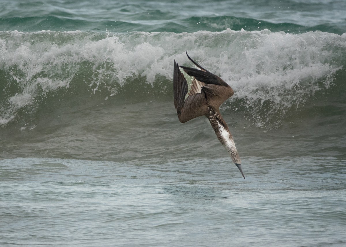 Blue-footed Booby - ML619372384