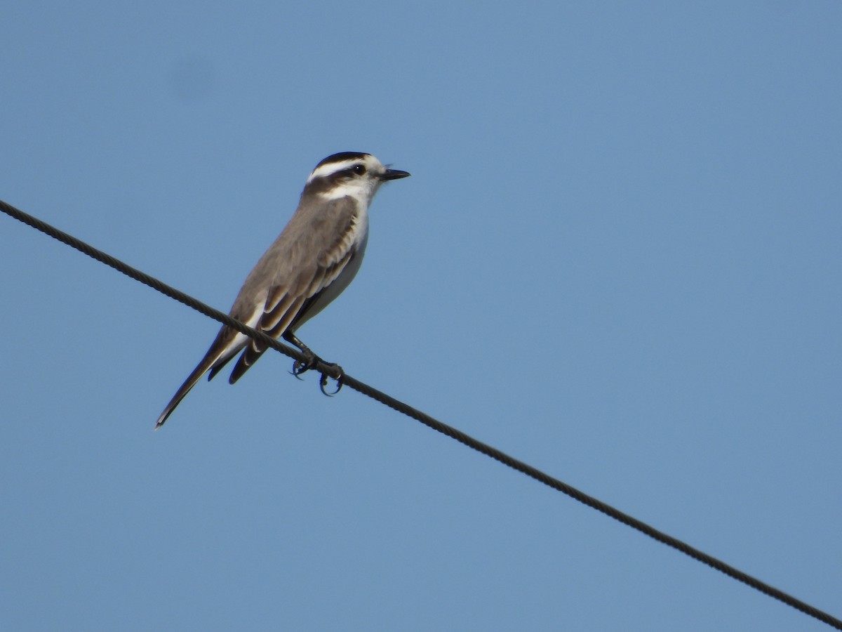 Black-crowned Monjita - Mónica  Cobelli